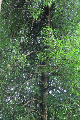 Garcinia gummi-gutta