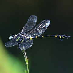 Ictinogomphus decoratus
