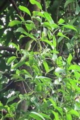 Garcinia gummi-gutta