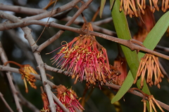 Amyema pendula pendula