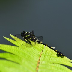 Ictinogomphus decoratus