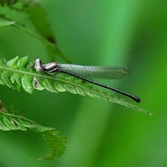 Onychargia atrocyana