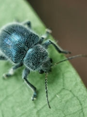 Trichochrysea hirta