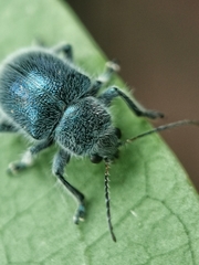 Trichochrysea hirta