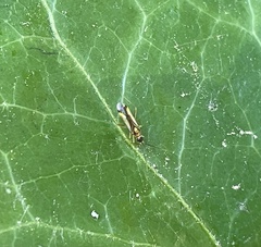 Campyloneura virgula