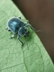 Trichochrysea hirta