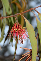Amyema pendula pendula
