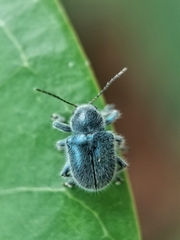 Trichochrysea hirta