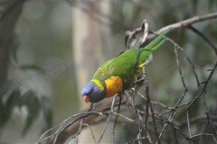 Trichoglossus moluccanus moluccanus