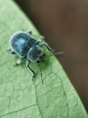 Trichochrysea hirta