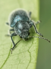 Trichochrysea hirta