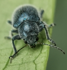 Trichochrysea hirta