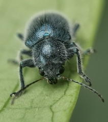 Trichochrysea hirta