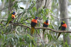 Trichoglossus moluccanus moluccanus