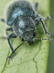 Trichochrysea hirta