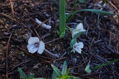 Calochortus minimus
