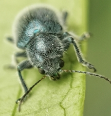 Trichochrysea hirta