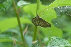 Anania fuscalis