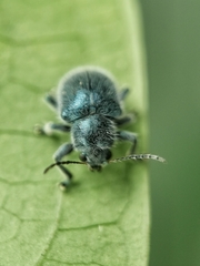 Trichochrysea hirta