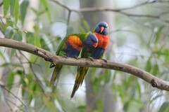 Trichoglossus moluccanus moluccanus