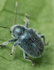 Trichochrysea hirta
