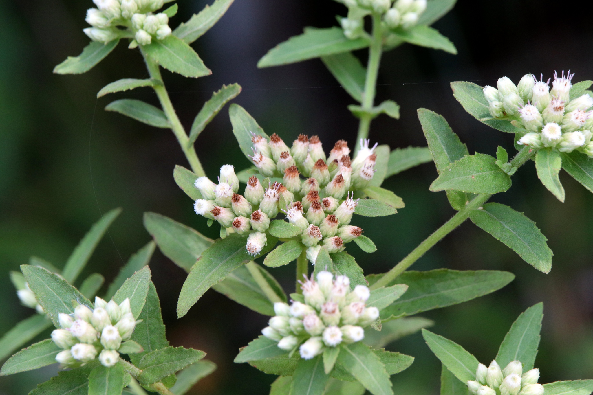 Pluchea foetida