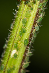 Aphis urticata