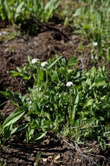 Antennaria corymbosa