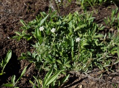 Antennaria corymbosa
