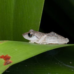 Pseudophilautus wynaadensis