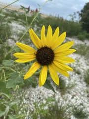 Helianthus debilis cucumerifolius