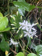 Tarenna gracilipes
