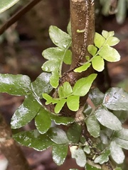 Arthropteris
