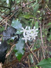 Tarenna gracilipes