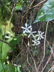 Tarenna gracilipes