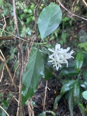 Tarenna gracilipes