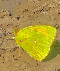 Colias heos