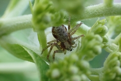 Philodromus cespitum