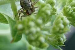 Philodromus cespitum