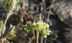 Isodontia splendidula