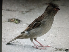 Passer domesticus