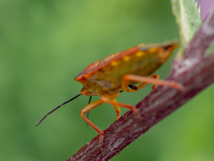 Carpocoris purpureipennis