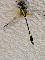Melligomphus viridicostus