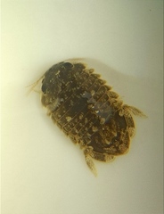 Sphaeroma quoianum