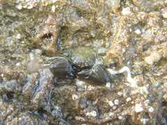 Petrolisthes cabrilloi