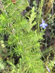 Erica intermedia intermedia