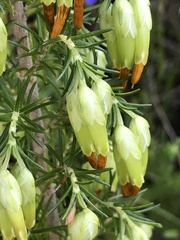 Erica intermedia intermedia