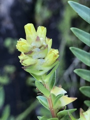 Penaea cneorum gigantea