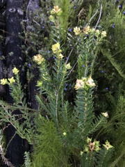 Penaea cneorum gigantea
