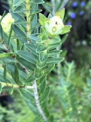 Penaea cneorum gigantea